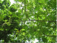 画像：シナサワグルミ（クルミ科）