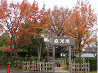 画像：コナラ（ブナ科）