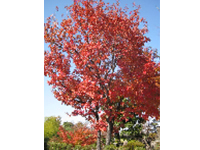 画像：ドングリ拾いの園児や児童で賑わう