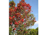 画像：常緑低木。葉は互生。