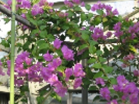 画像：ブーゲンビレア（オシロイバナ科）