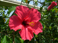 画像：ハイビスカス（アオイ科）