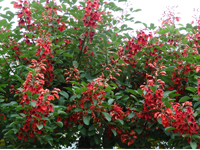 画像：アメリカデイゴ（マメ科）