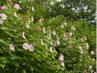 画像：フヨウ（アオイ科）