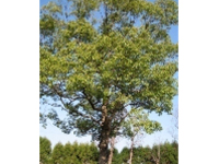 画像：クスノキ（クスノキ科）