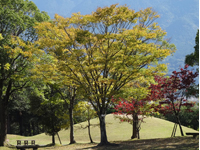 画像：ケヤキ（ニレ科）