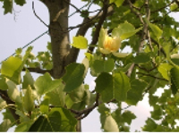 画像：ユリノキ（モクレン科）