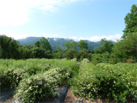 画像：アロマ展示林