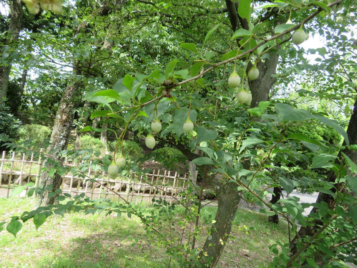 画像：エゴノキ