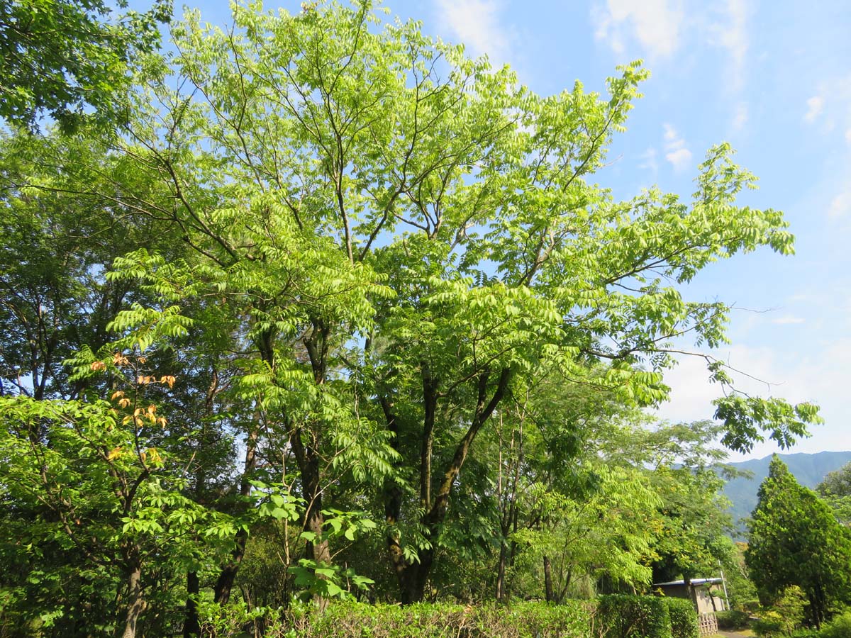 画像：ムクロジ