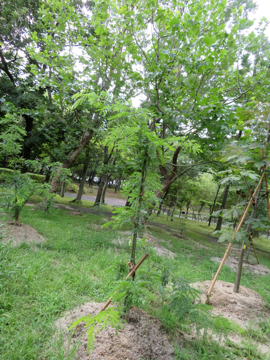 画像：サイカチ