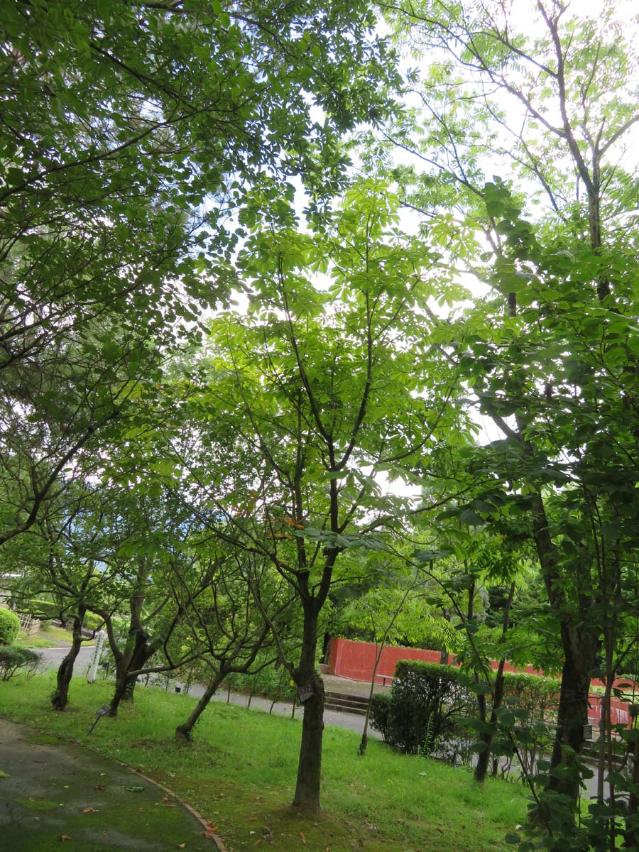 画像：トチノキ